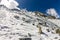 Dog white retriever labrador on top of a snowy mountain looks into the distance