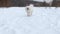 dog white Spitz runs towards the winter against the background of snow and forest, in slow motion