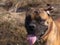 Dog winks, humor, fun... Closeup portrait of a beautiful dog breed South African Boerboel on the green and amber grass background.