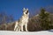 Dog in winter forest