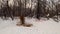 Dog in the winter forest eats carrion and runs away when scared