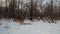 Dog in the winter forest eats guts of the animal lying in the snow