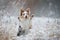 Dog in the winter in the forest. Obedient border collie in nature