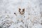 Dog in the winter in the forest. Obedient border collie in nature