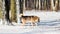 Dog in winter forest in sunny weather. Winter landscape with dog_