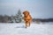 Dog in the winter in nature. Active Hungarian vizsla running on snow