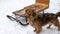 Dog with winter sledding. A small red dog standing on a snowy ground