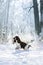 Dog in the winter in the snow. active Springer Spaniel plays in nature