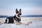 dog in the winter in the snow. sitting portrait east european shepherd in nature