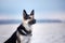 dog in the winter in the snow. sitting portrait east european shepherd in nature