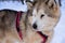 Dog and winter snowy forest, alaskan malamute