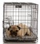 Dog in a wire crate