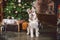 Dog wolf breed husky white-brown color sits near christmas tree. Pet poses near fir tree of decorated New Years house in living