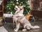 Dog wolf breed husky white-brown color sits near christmas tree. Pet poses near fir tree of decorated New Years house in living