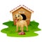 Dog wood house isolated