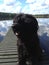 Dog on wooden jetty