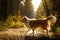 Dog in the woods. Sheltie in the forest in nature.