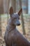 Dog of the Xolo breed Xoloitzcuintle, Mexican hairless, portrait