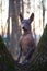 A dog of the Xolo breed Xoloitzcuintle, Mexican hairless stands on a tree trunk