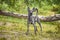 Dog xolo xoloitzcuintli closeup outdoors