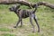 Dog xolo xoloitzcuintli large, standing on a meadow with a stick in his teeth