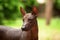 Dog of Xoloitzcuintli breed, mexican hairless dog standing outdoors on summer day