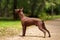 Dog of Xoloitzcuintli breed, mexican hairless dog standing outdoors on summer day