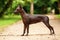 Dog of Xoloitzcuintli breed, mexican hairless dog standing outdoors on summer day