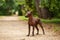 Dog of Xoloitzcuintli breed, mexican hairless dog standing outdoors on summer day