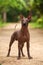 Dog of Xoloitzcuintli breed, mexican hairless dog standing outdoors on summer day