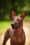 Dog of Xoloitzcuintli breed, mexican hairless dog standing outdoors on summer day