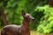 Dog of Xoloitzcuintli breed, mexican hairless dog standing outdoors on summer day