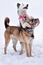 A dog of the Yakut Laika breed hugs a Kangal Turkish Anatolian Shepherd dog in a muzzle while playing in the snow