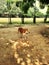 dog yawning closeup image