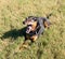 The dog yawns lying on green grass