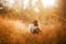 Dog in the yellow grass at sun dawn. obedient beautiful sheltie posing in the park