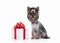 Dog. Yorkie puppy with gift boxes on white background