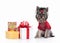 Dog. Yorkie puppy with gift boxes on white background