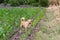 Dog in young corn field. The dog live in corn farm in summer. Domestic dog standing  in corn field