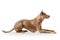 Dog. Young Thai Ridgeback dog on white backgrond