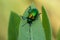 Dogbane Beetle