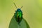 Dogbane Beetle