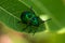 Dogbane Beetle