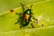 Dogbane Beetle