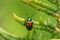 Dogbane Beetle