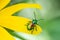 Dogbane Beetle