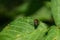 Dogbane Beetle Resting on a Leaf