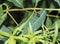 Dogbane Beetles on a leaf