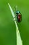 Dogbane Leaf Beetle - Chrysochus auratus