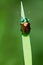 Dogbane Leaf Beetle - Chrysochus auratus